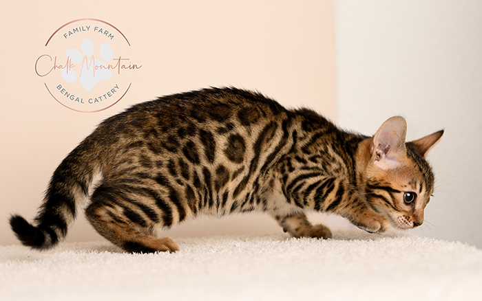 Bengal kitten for sale